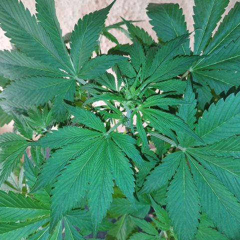 Dark Devil Auto growlog timeline photo