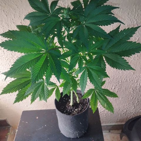 Dark Devil Auto growlog timeline photo