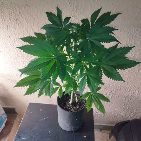 Dark Devil Auto growlog timeline photo