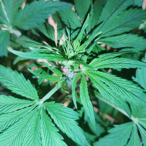 Dark Devil Auto growlog timeline photo