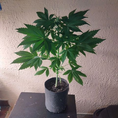 Dark Devil Auto growlog timeline photo
