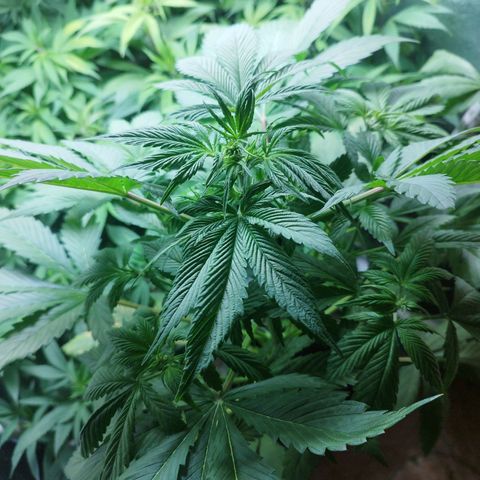 Dark Devil Auto growlog timeline photo