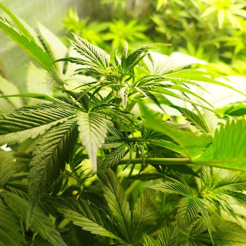 Dark Devil Auto growlog timeline photo