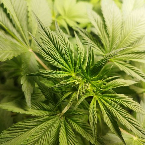Dark Devil Auto growlog timeline photo