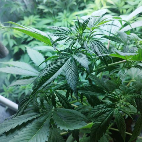 Dark Devil Auto growlog timeline photo