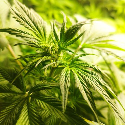 Dark Devil Auto growlog timeline photo