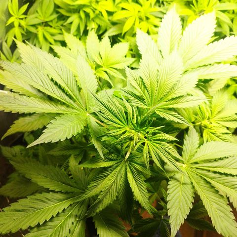 Dark Devil Auto growlog timeline photo