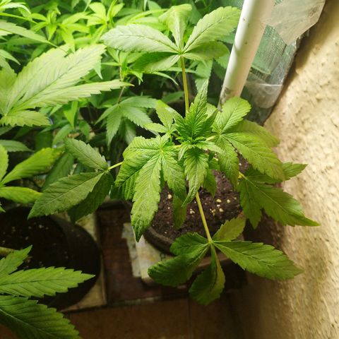 Red Strawberry Banana Auto growlog timeline photo