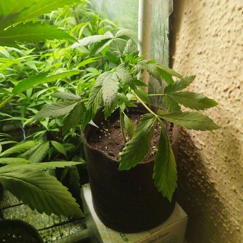 Red Strawberry Banana Auto growlog timeline photo