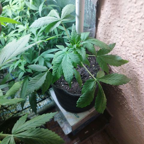 Red Strawberry Banana Auto growlog timeline photo