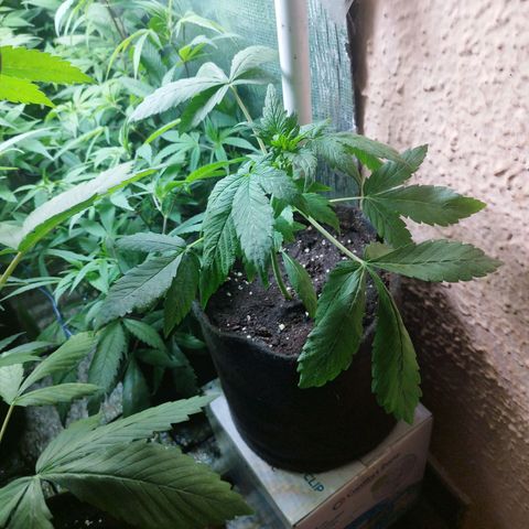 Red Strawberry Banana Auto growlog timeline photo
