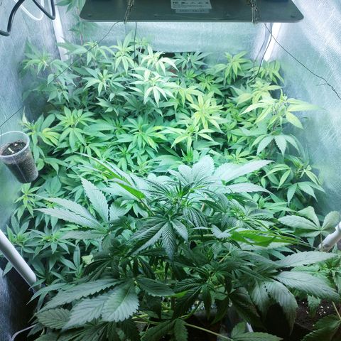 Red Strawberry Banana Auto growlog timeline photo