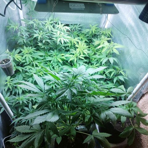 Red Strawberry Banana Auto growlog timeline photo