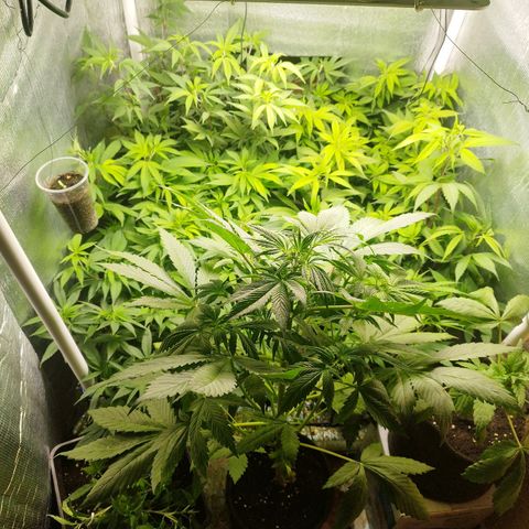 Red Strawberry Banana Auto growlog timeline photo