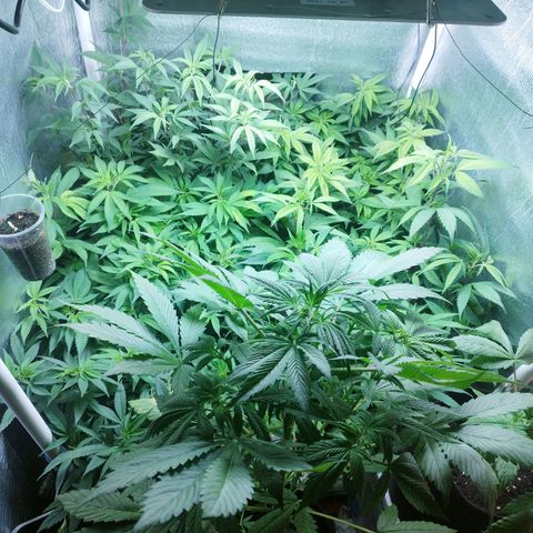 Red Strawberry Banana Auto growlog timeline photo