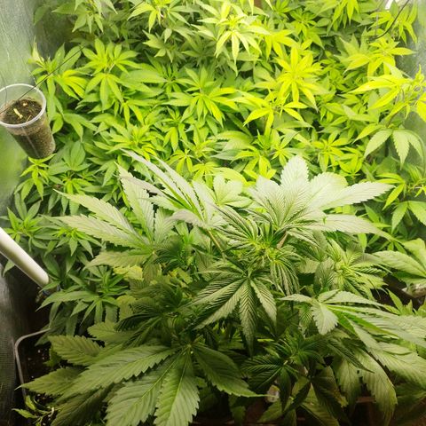 Red Strawberry Banana Auto growlog timeline photo