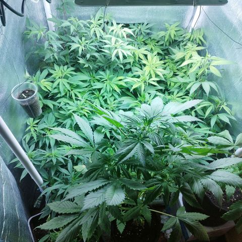 Red Strawberry Banana Auto growlog timeline photo
