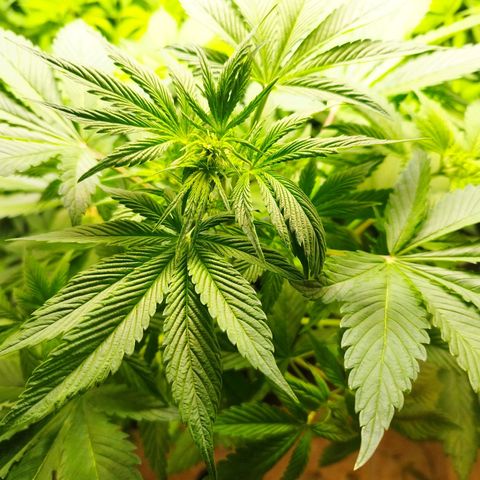 Dark Devil Auto growlog timeline photo