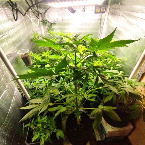 Dark Devil Auto growlog timeline photo