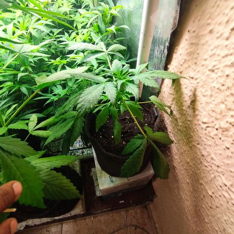 Red Strawberry Banana Auto growlog timeline photo