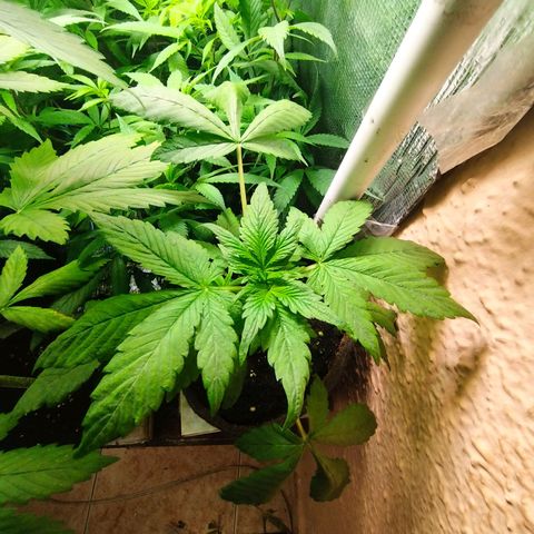 Red Strawberry Banana Auto growlog timeline photo