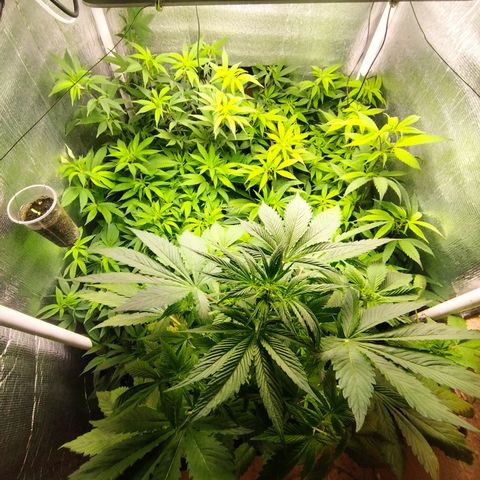 Red Strawberry Banana Auto growlog timeline photo