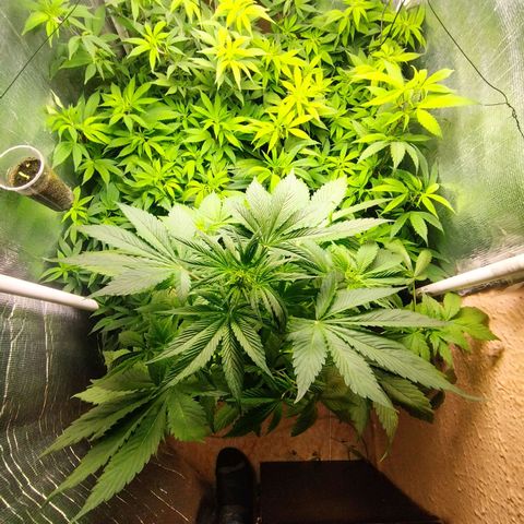 Red Strawberry Banana Auto growlog timeline photo