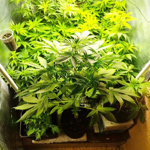 Red Strawberry Banana Auto growlog timeline photo
