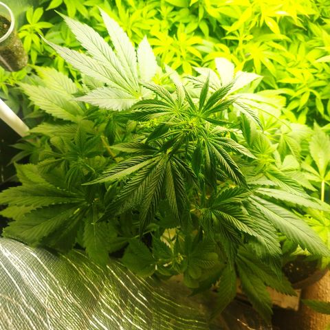 Dark Devil Auto growlog timeline photo