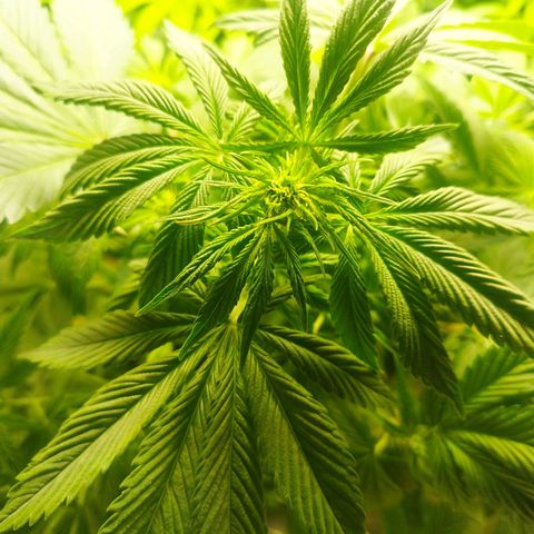 Dark Devil Auto growlog timeline photo