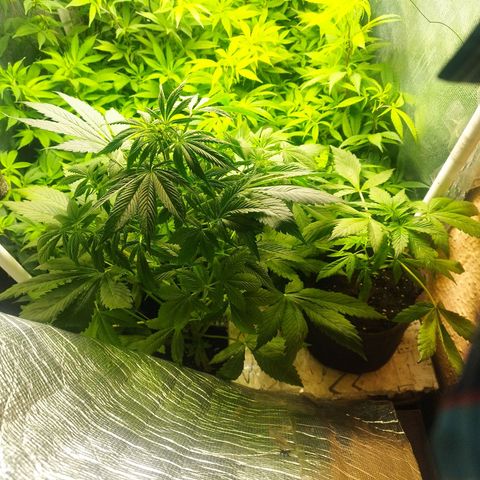 Red Strawberry Banana Auto growlog timeline photo