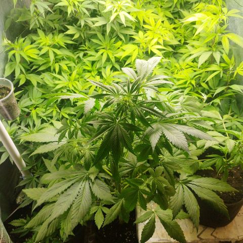 Red Strawberry Banana Auto growlog timeline photo