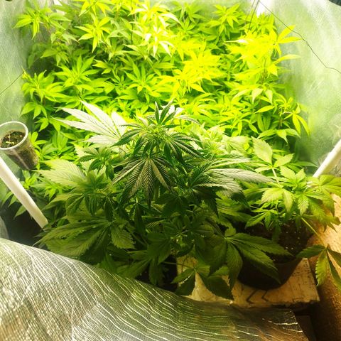 Red Strawberry Banana Auto growlog timeline photo