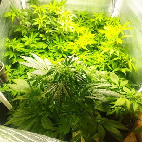 Red Strawberry Banana Auto growlog timeline photo