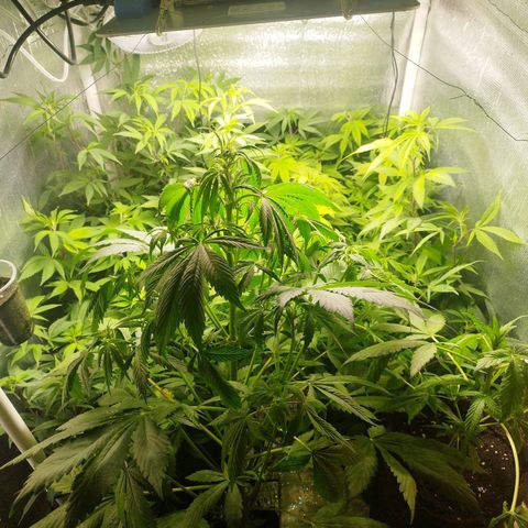 Red Strawberry Banana Auto growlog timeline photo