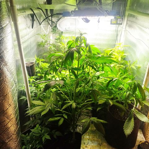 Red Strawberry Banana Auto growlog timeline photo