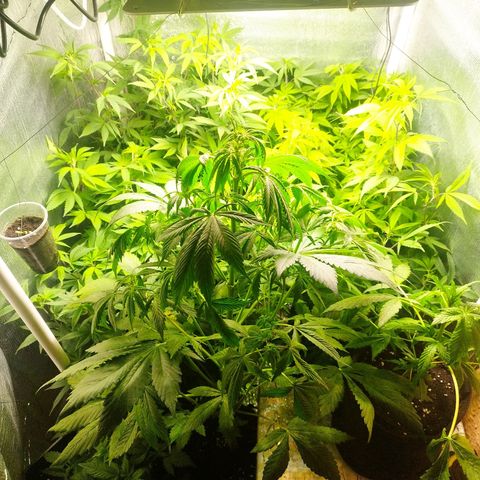 Red Strawberry Banana Auto growlog timeline photo