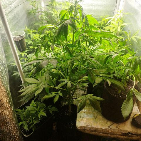 Red Strawberry Banana Auto growlog timeline photo