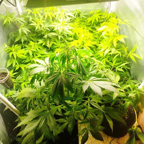 Red Strawberry Banana Auto growlog timeline photo