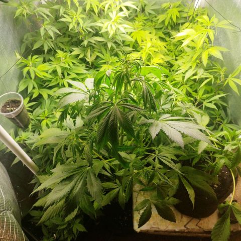 Red Strawberry Banana Auto growlog timeline photo