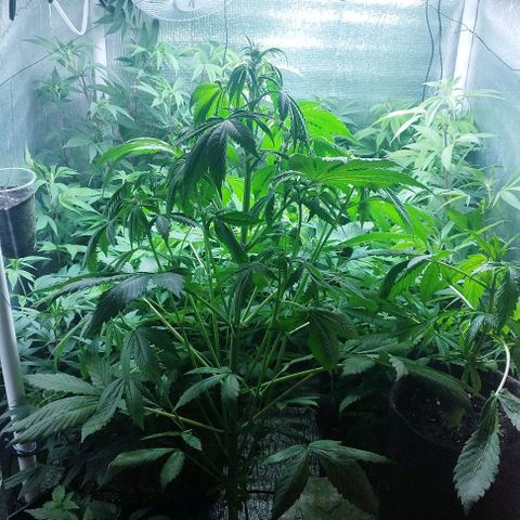 Red Strawberry Banana Auto growlog timeline photo