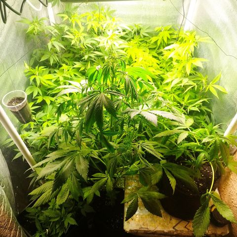 Red Strawberry Banana Auto growlog timeline photo