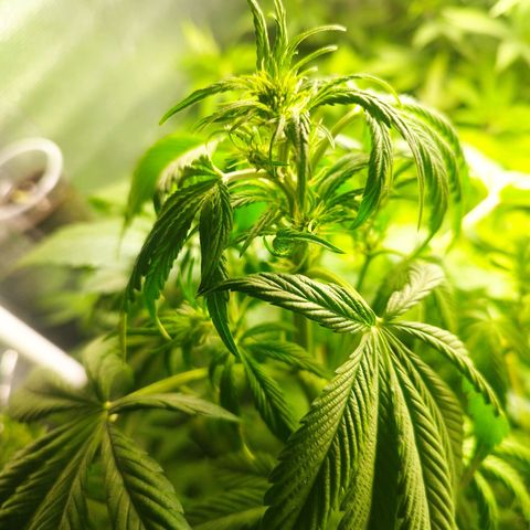 Dark Devil Auto growlog timeline photo