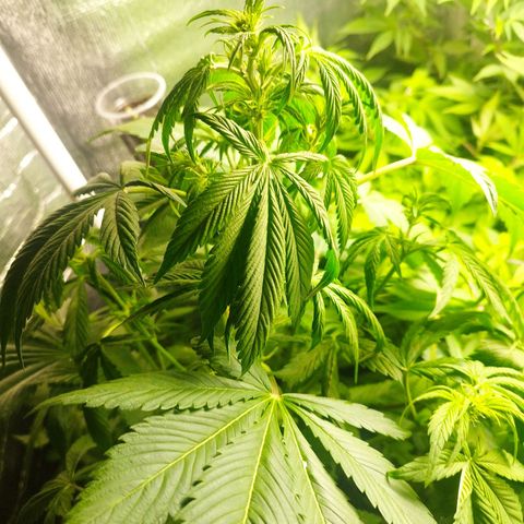 Dark Devil Auto growlog timeline photo