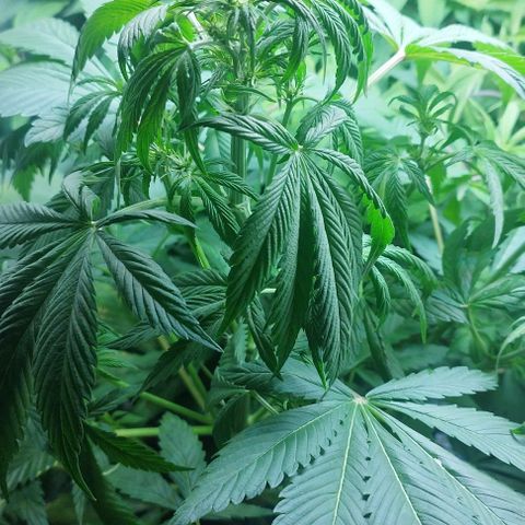 Dark Devil Auto growlog timeline photo