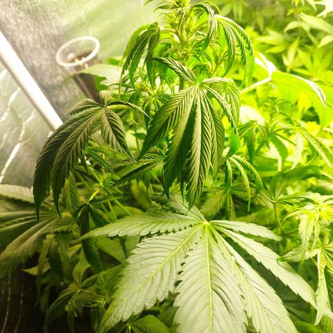 Dark Devil Auto growlog timeline photo
