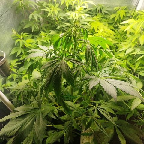 Red Strawberry Banana Auto growlog timeline photo