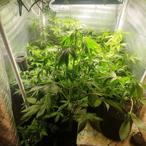 Red Strawberry Banana Auto growlog timeline photo