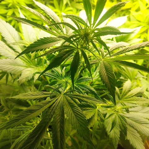 Dark Devil Auto growlog timeline photo