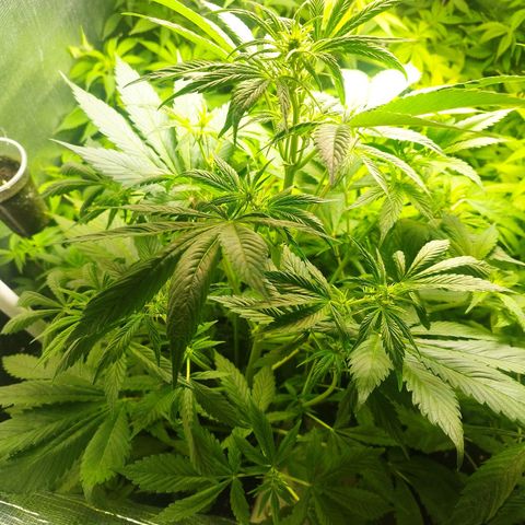 Dark Devil Auto growlog timeline photo